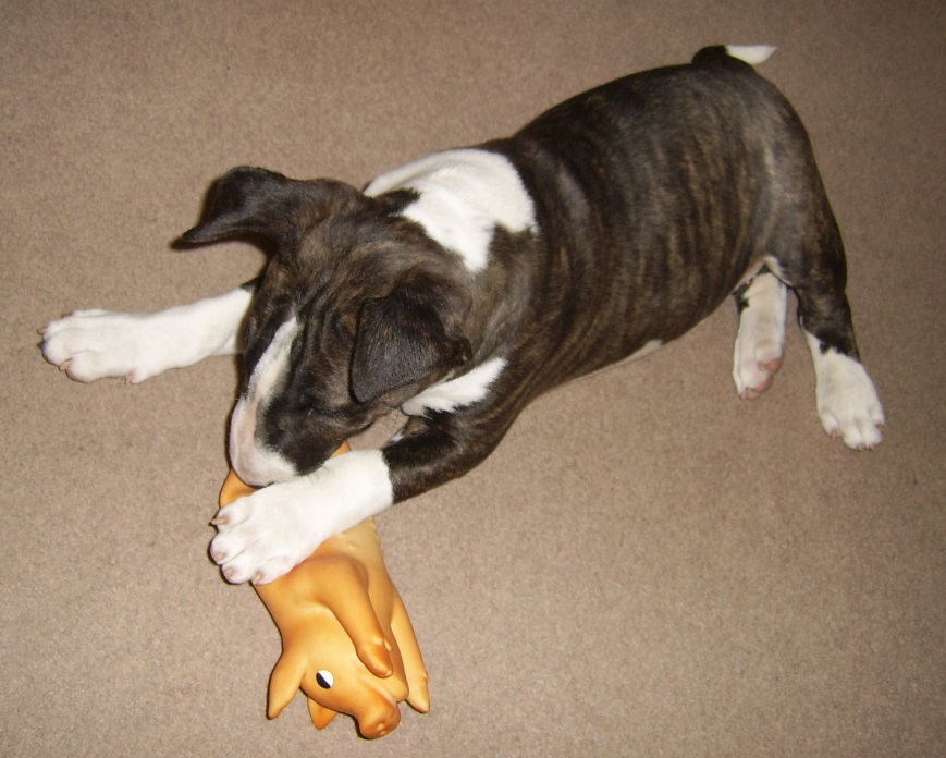 Toen al een Varkhondje? Destiny?