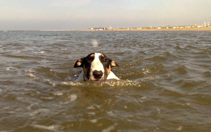 Zwemmend: achter mij aan, alleen gaat 'her Ladyship' nog niet het water in
