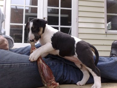 Bot ook mee op schoot?