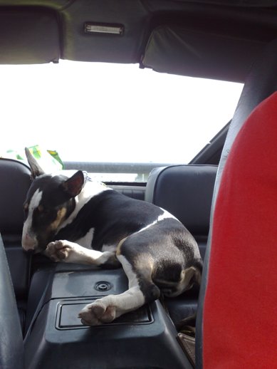 Zelfs in onze White Trash Porsche kan Gladys heerlijk slapen na een wilde speelpartij