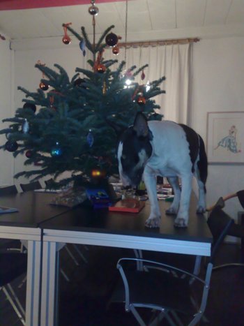 Kerstboom op puppyproof hoogte