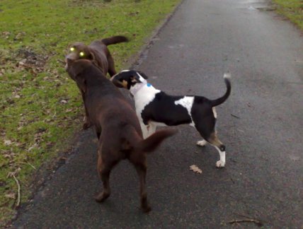 Wild met Luc en Sam + stokje spelen