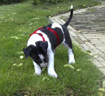 Het tuigje vond Gladys maar lastig...