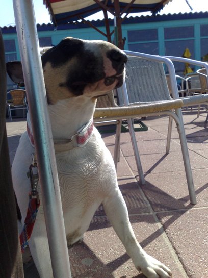 Beach Inn IJmuiderslag