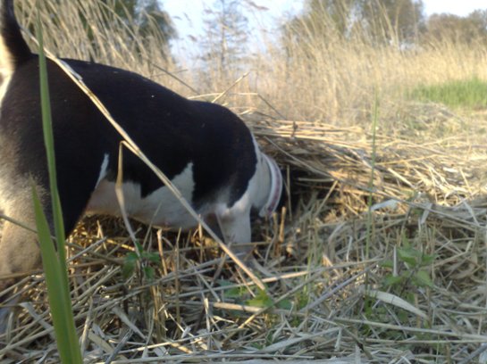 Jagen in het droge riet