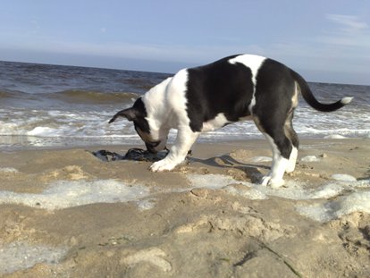 Hmm, zeewier, even proeven of dat lekker is