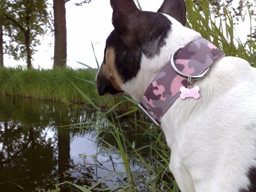 Deze halsband zal Gladys niet snel kwijtraken