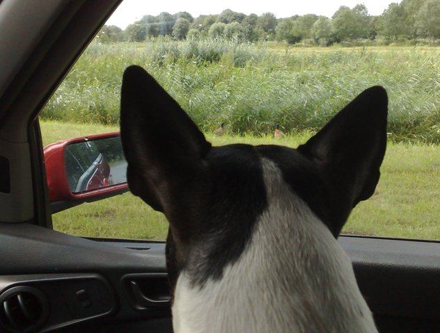 23 juli: fazanten in het twiske