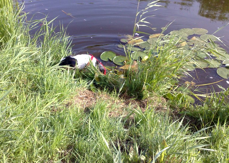 26 juli: plons! In de sloot gevallen: op waterlelies kan je niet staan Gladys...