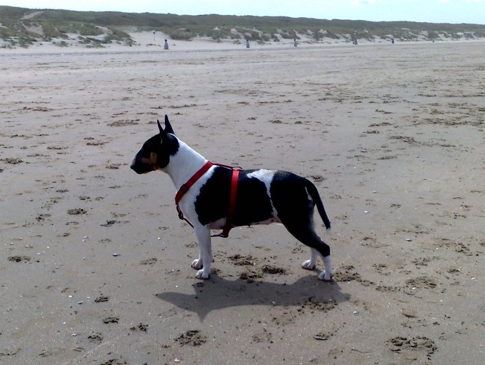 26 juli: strand IJmuiden