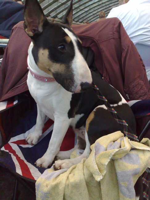 Engelser dan Engels: Engelse Bullterrier, Engelse stoel, Engelse bomber jas...