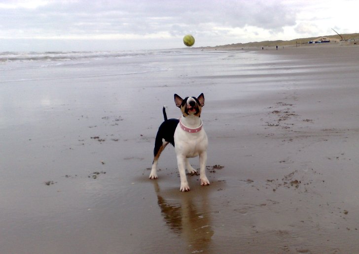 11 dec: Of course Gladys caught the ball!