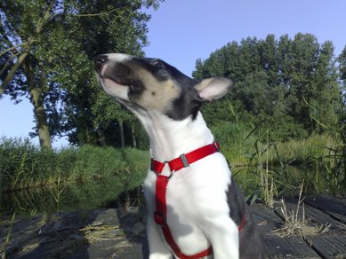 Wandelplaats in het dorp