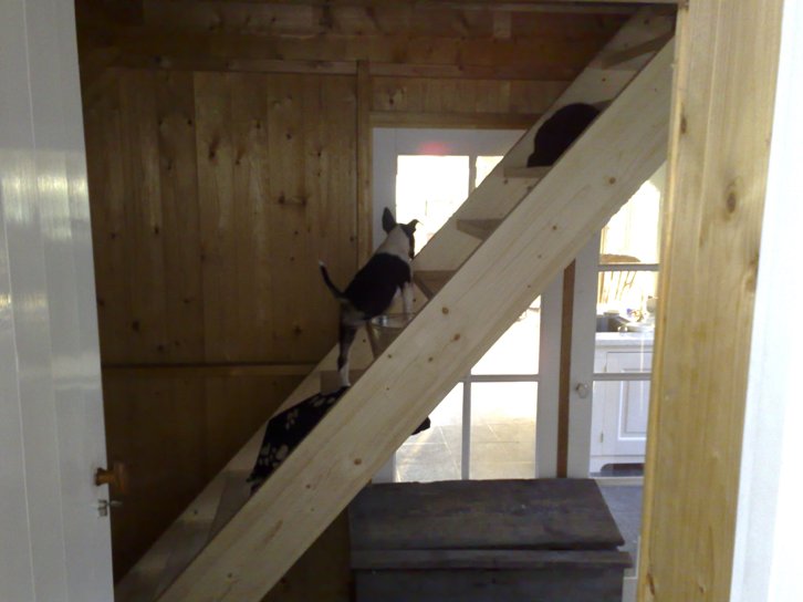 Eerste keer de trap op, daar is Gladys natuurlijk nog veel te jong voor