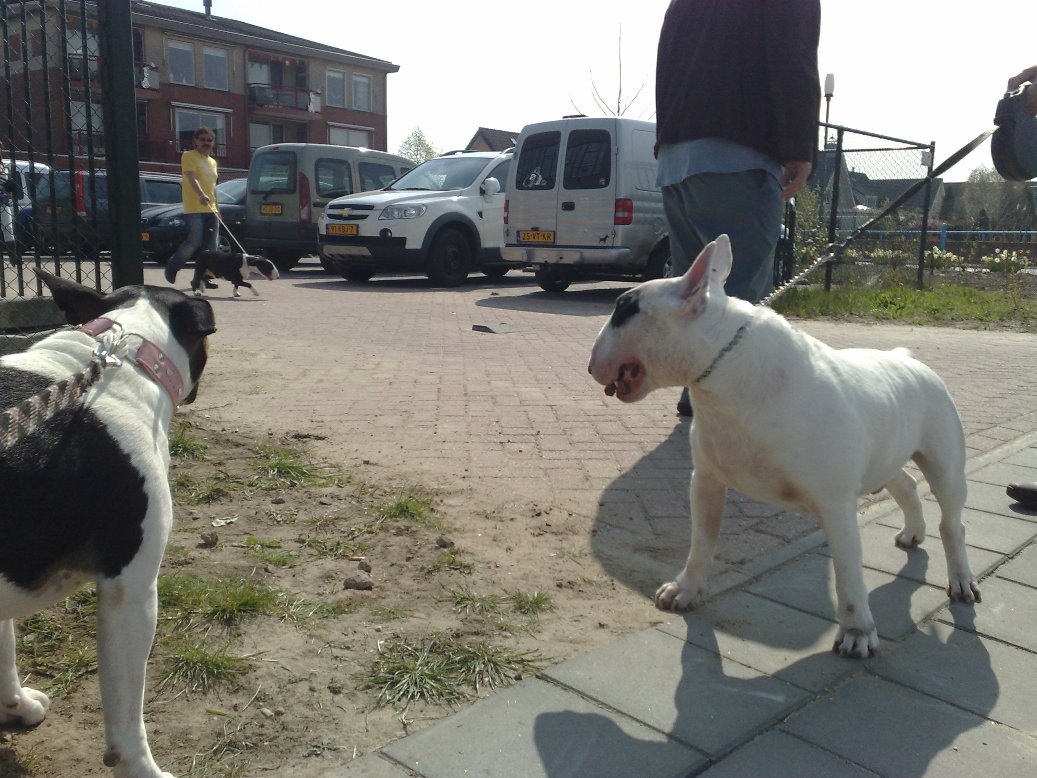 Gladys en Nelson bewonderen Sjefke en hun zwart witte Oxion teefje.