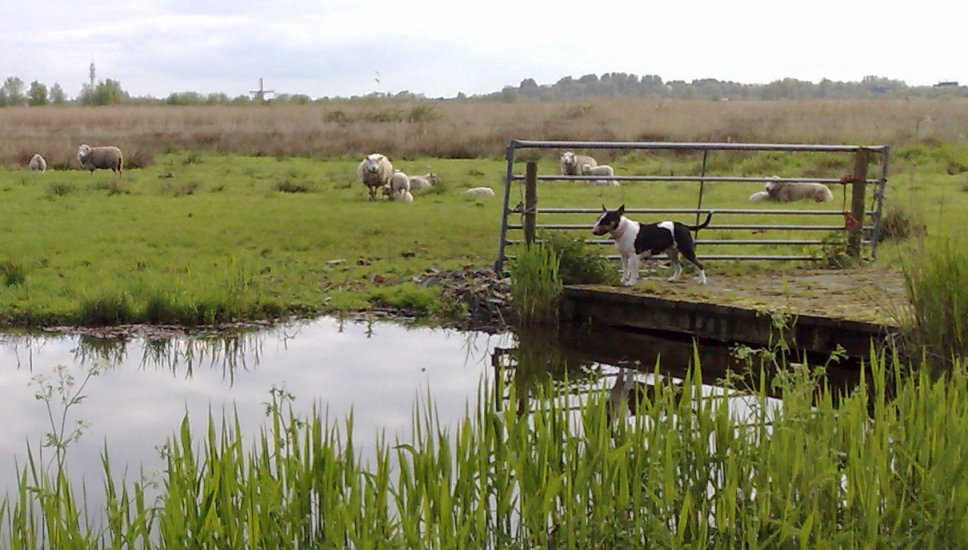 Schaapjes eindelijk weer op de wei
