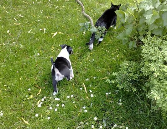 Hallo Flint, wil je met me spelen?