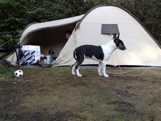De tent 'bewaken' (let op de staart, haha!)